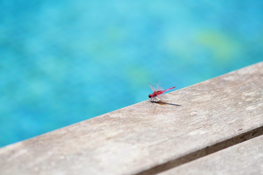 allontanare gli insetti dalla piscina