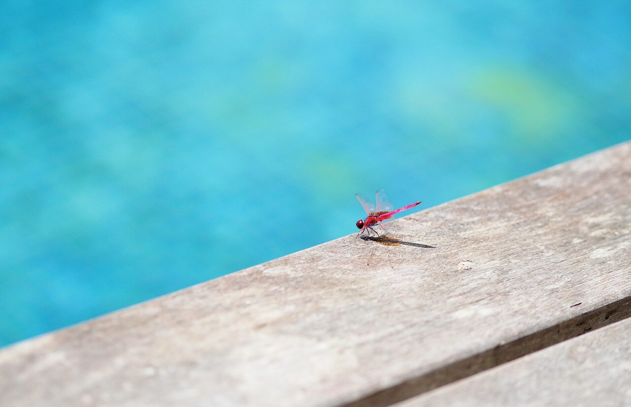allontanare gli insetti dalla piscina